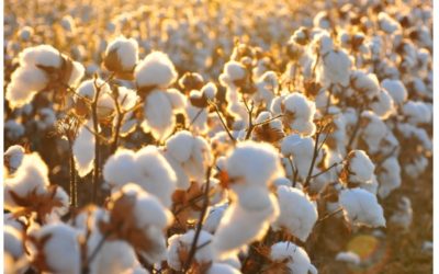 6 Ways Organic Cotton Is Better For the Environment