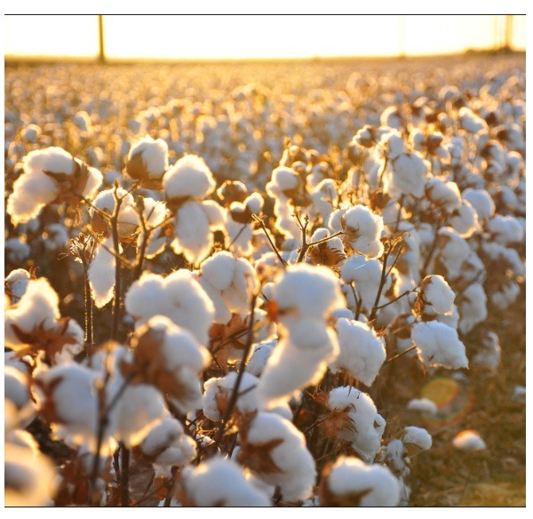 6 Ways Organic Cotton Is Better For the Environment